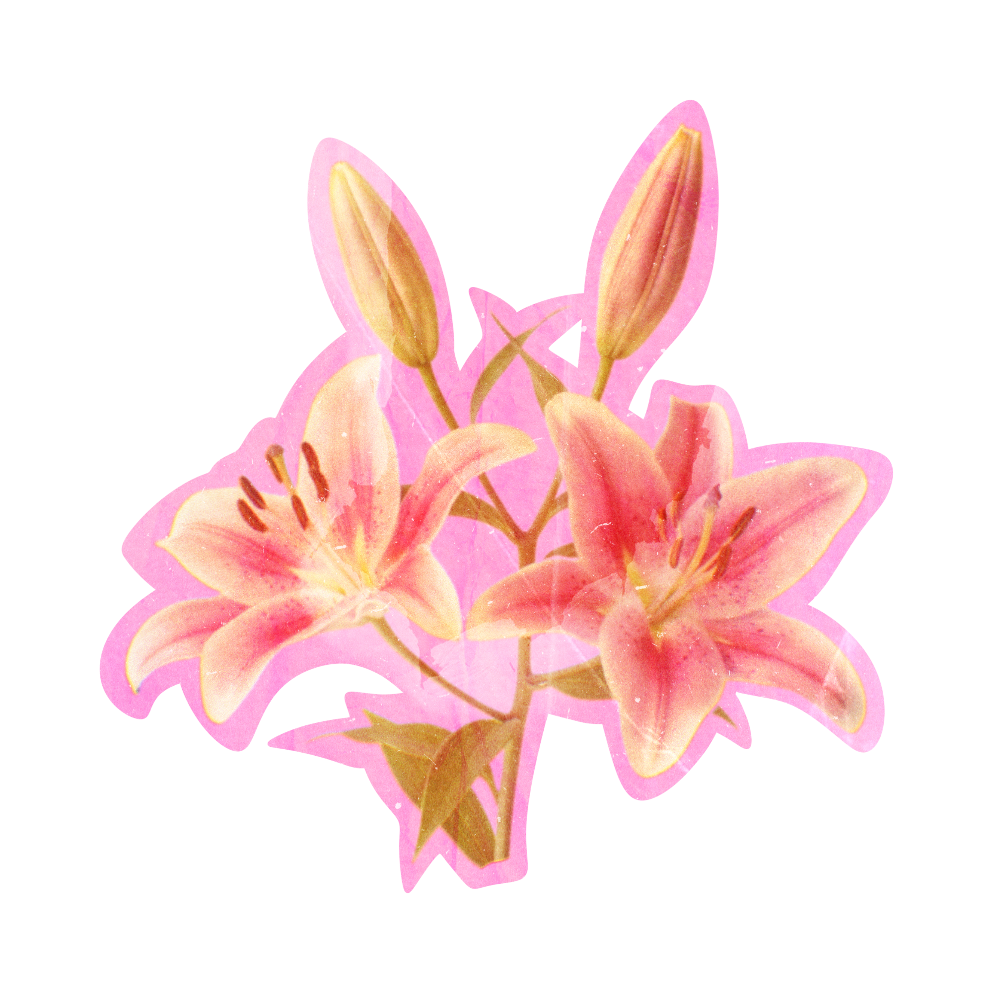 Pink Lily